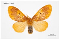 藏品(寬帶黃毒蛾)的圖片